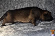 german shepherd puppy posted by Yosemite _Shepherds